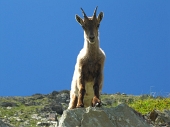 BELLISSIMA GIORNATA ESTIVA SUL PIZZO DI CIGOLA 2.632 m., sabato 25 giugno 2011 - FOTOGALLERY